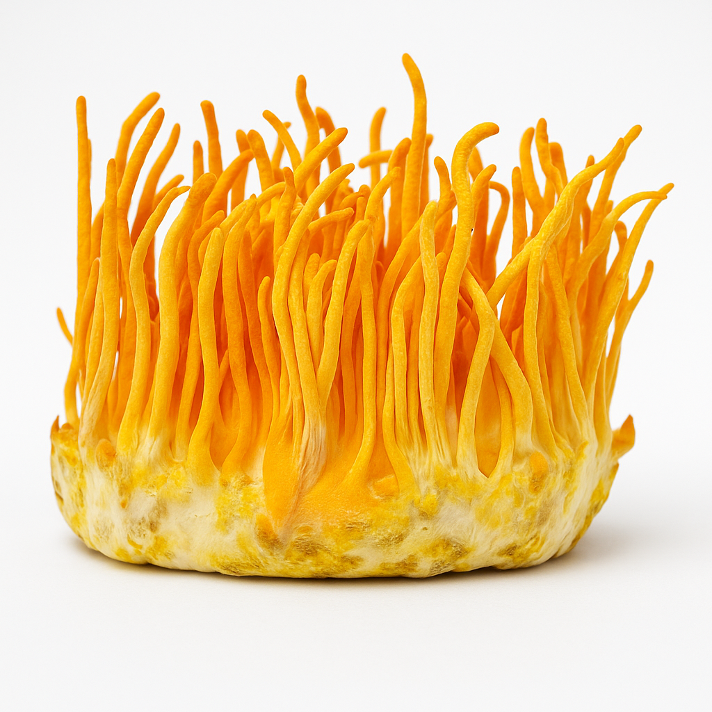 Cordyceps mushroom illustration; Synaptic contains Cordyceps sinensis mycelium powder