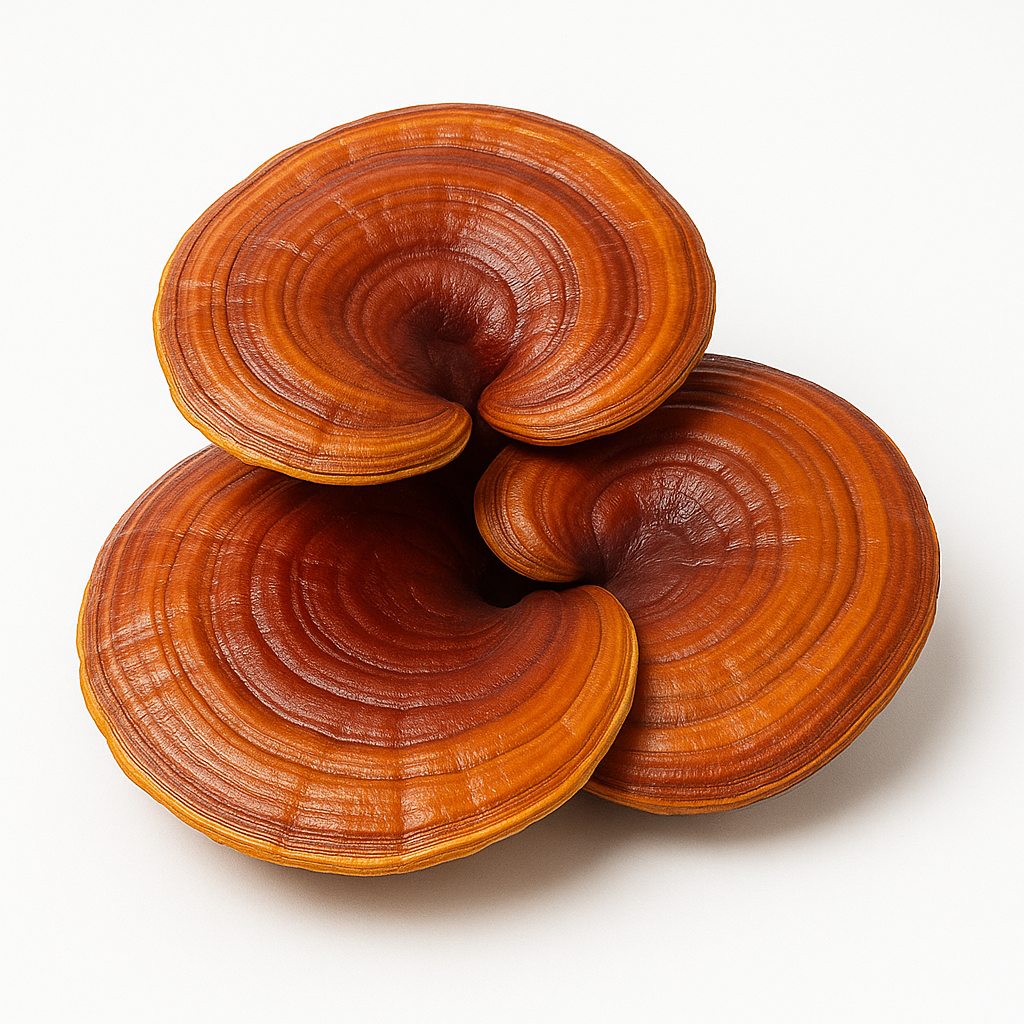 Reishi mushrooms